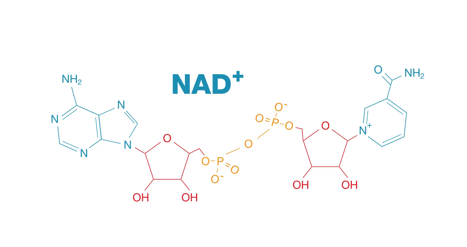 NAD+ molecule boosting energy and longevity